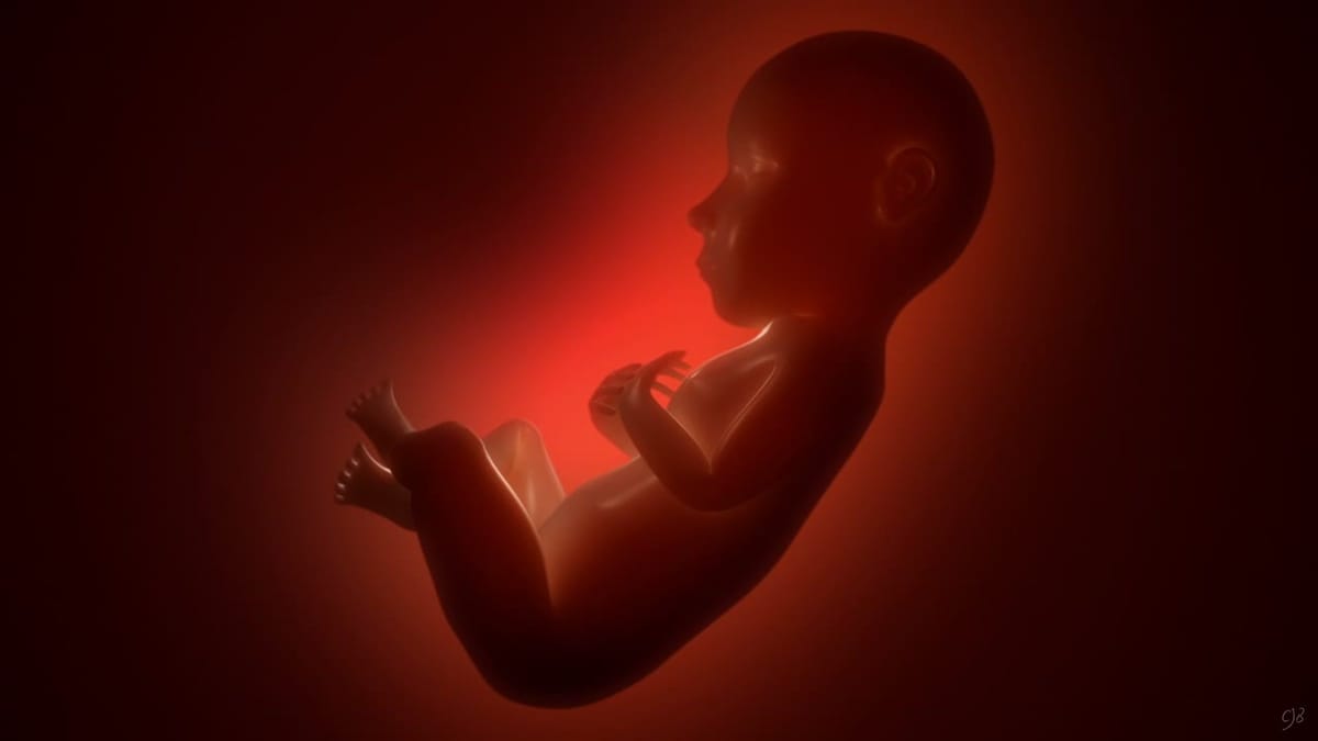a fetus