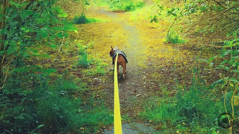 To Wander